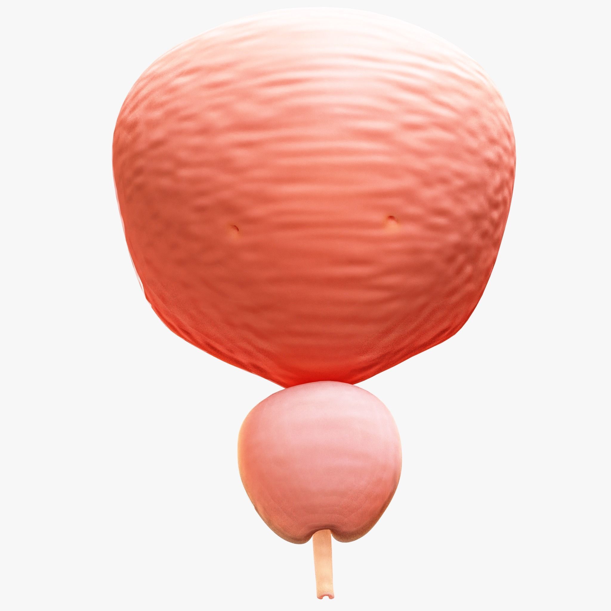 Bladder Cross Section Low-poly 3D model_4