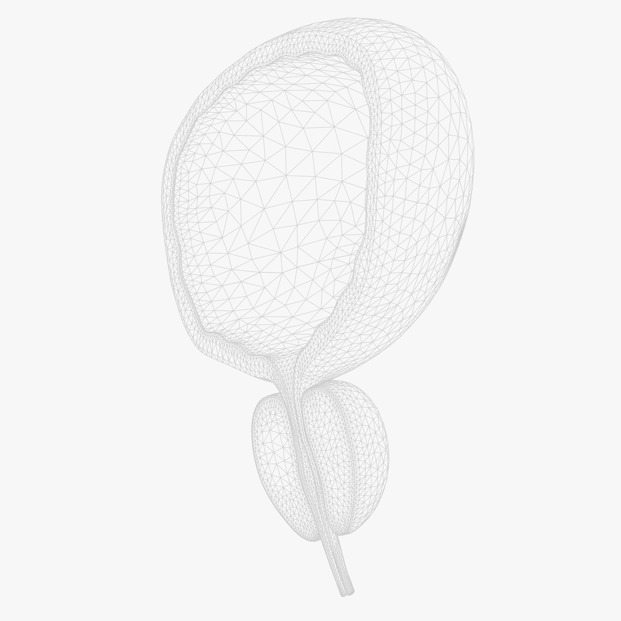 Bladder Cross Section Low-poly 3D model_7