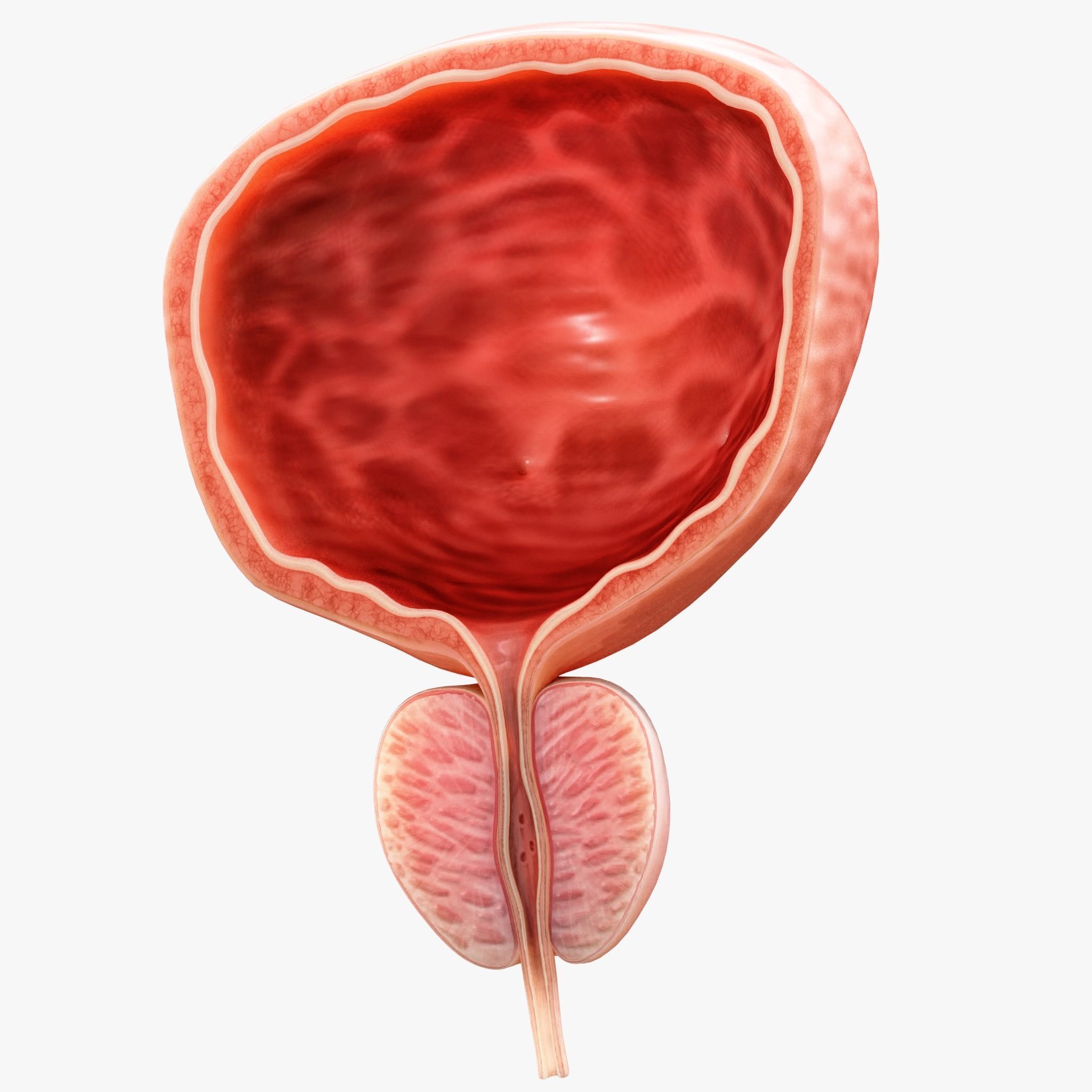 Bladder Cross Section Low-poly 3D model_2