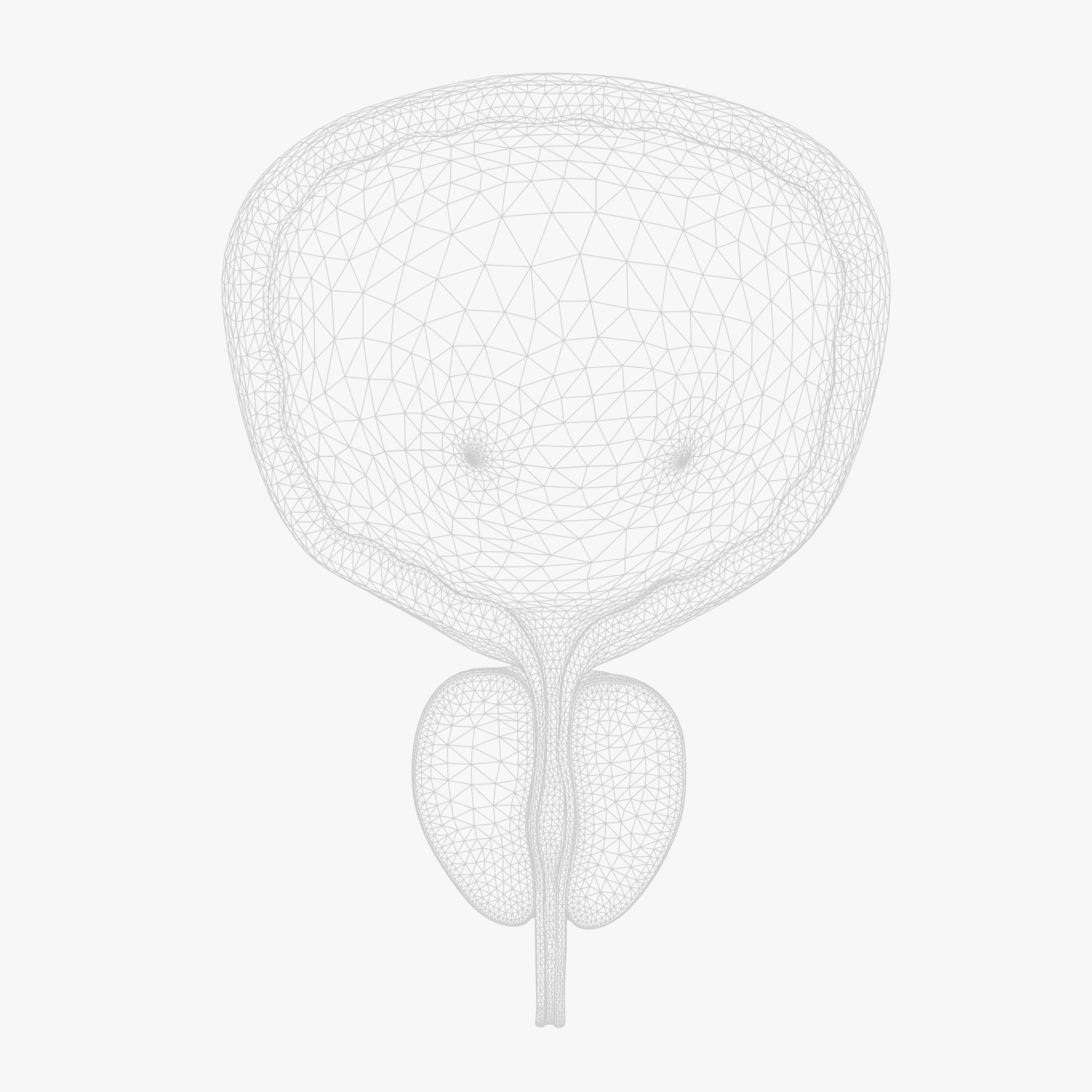 Bladder Cross Section Low-poly 3D model_6