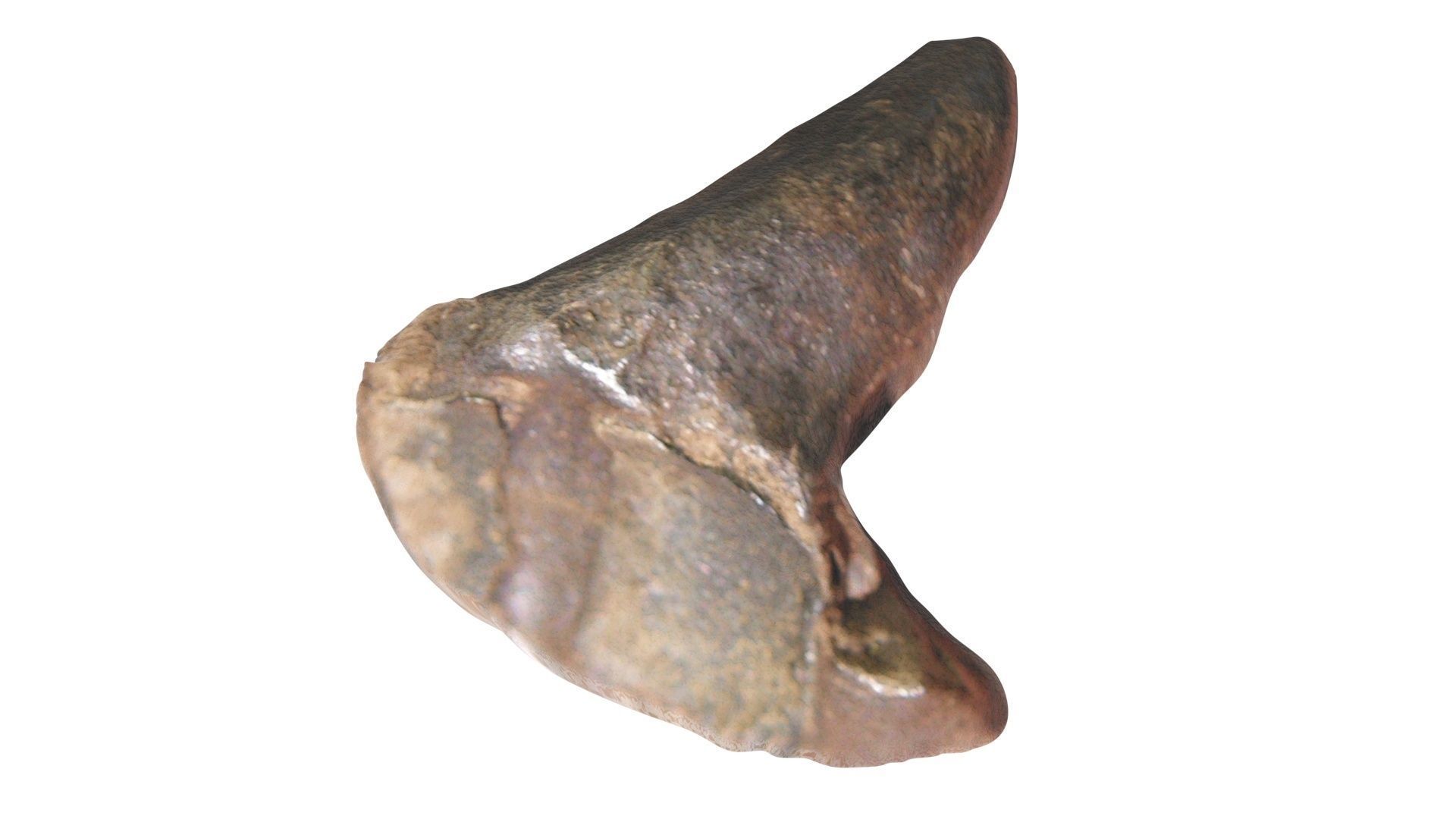 Triceratops Tooth 3D model_10