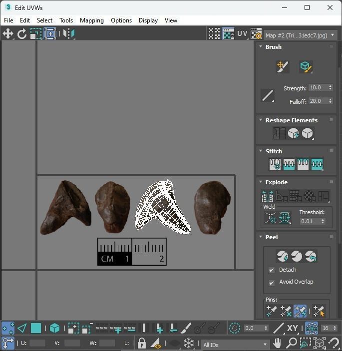 Triceratops Tooth 3D model_31