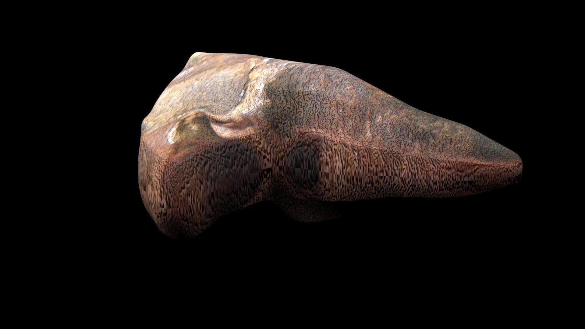 Triceratops Tooth 3D model_6