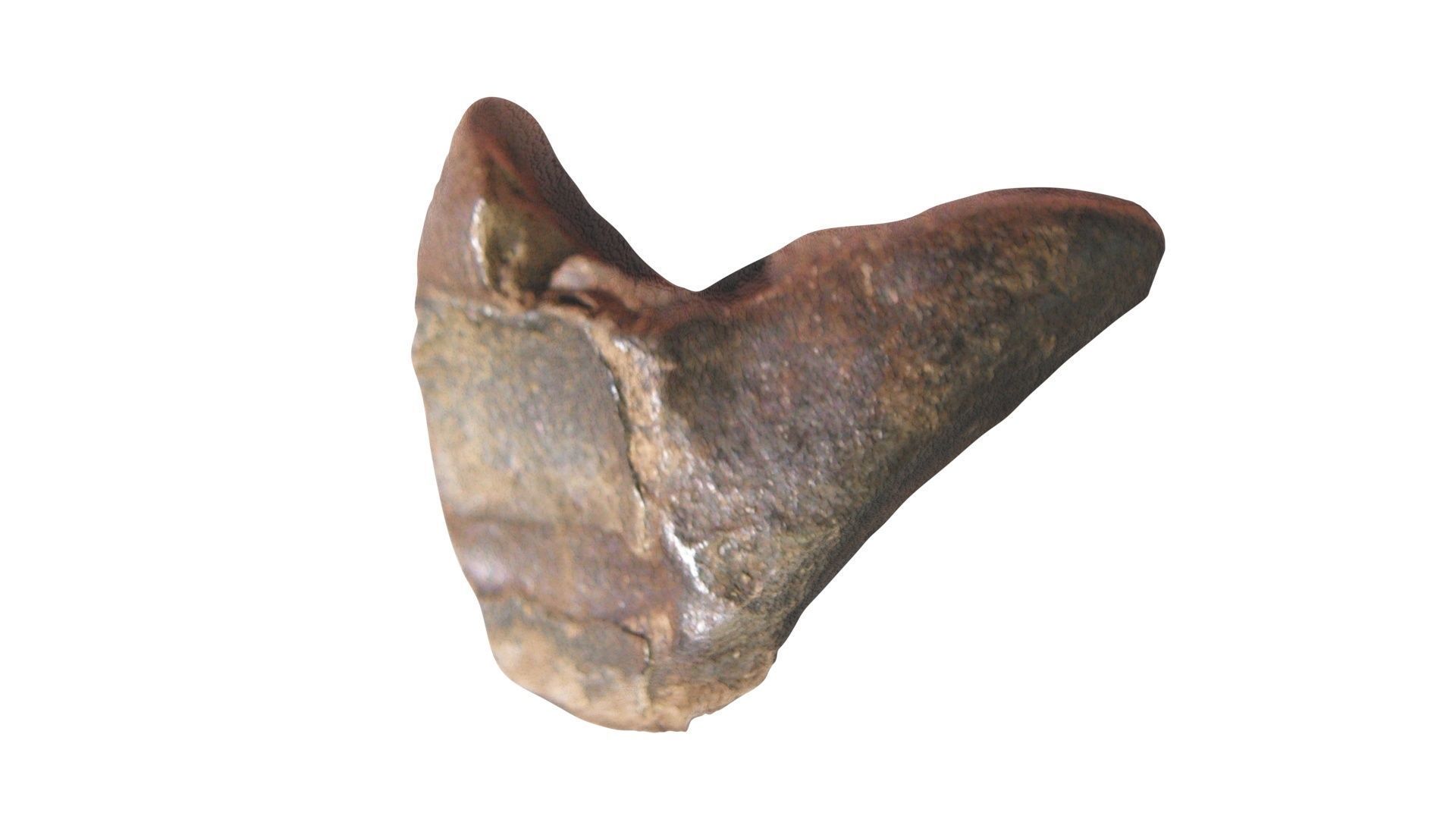 Triceratops Tooth 3D model_11