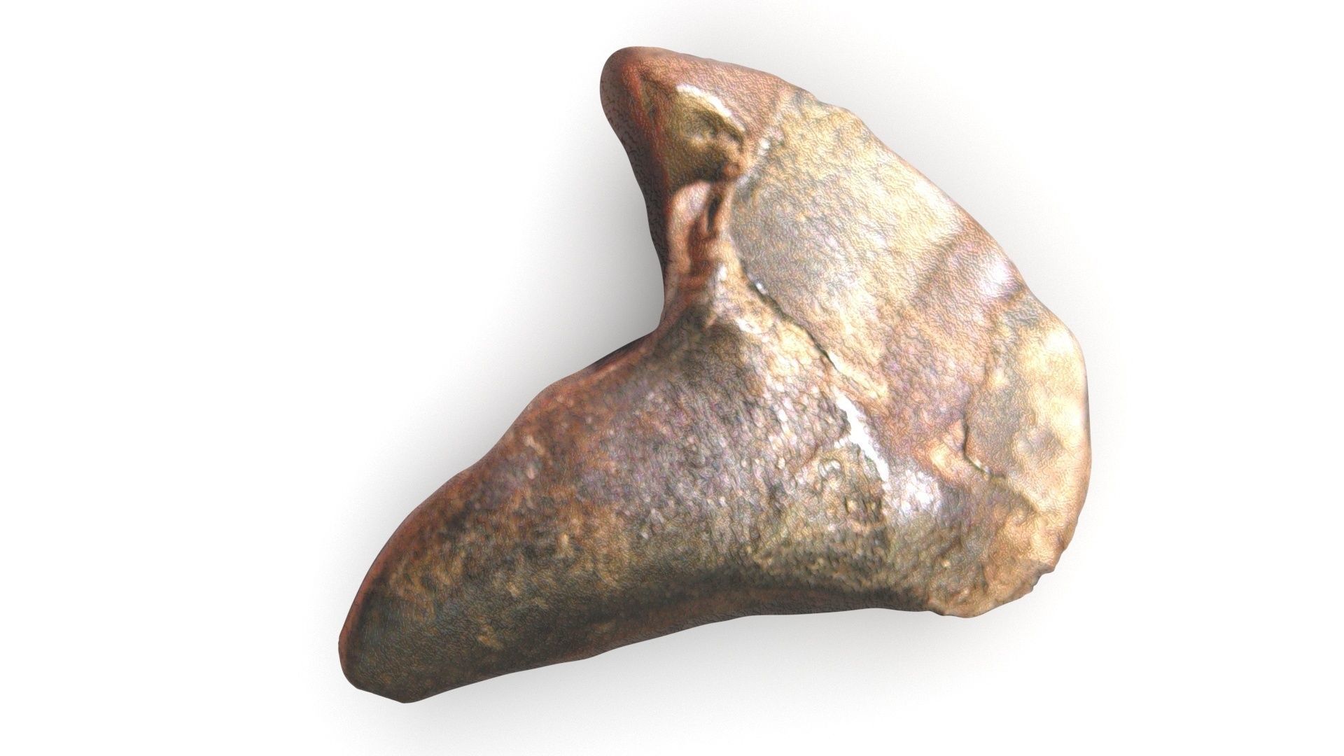 Triceratops Tooth 3D model_2