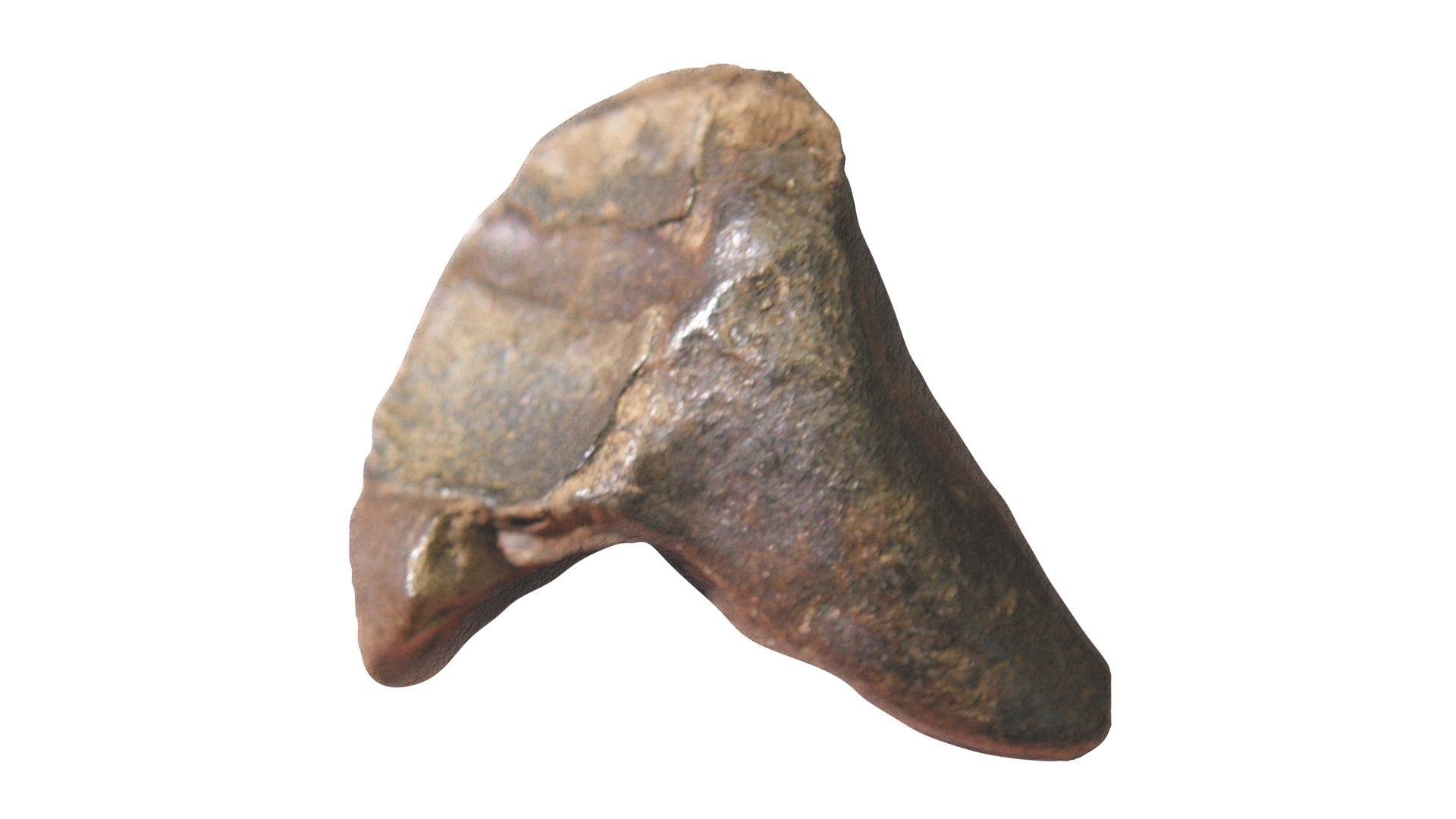 Triceratops Tooth 3D model_12