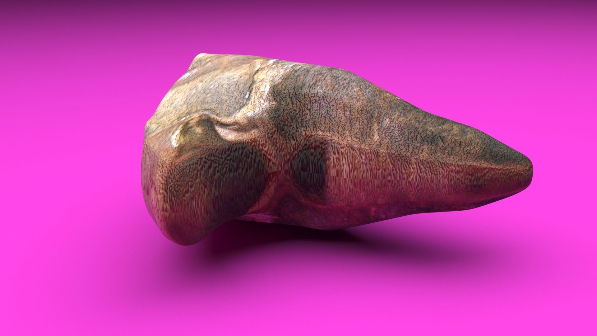 Triceratops Tooth 3D model_5