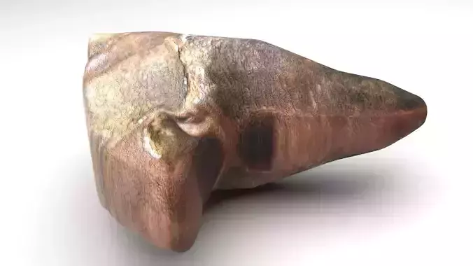 Triceratops Tooth