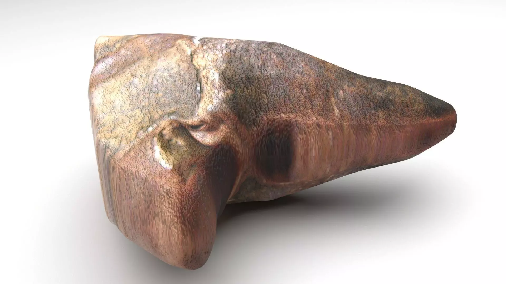 Triceratops Tooth 3D model_0