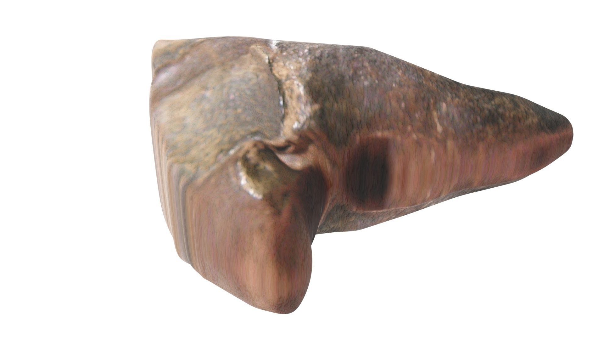 Triceratops Tooth 3D model_7
