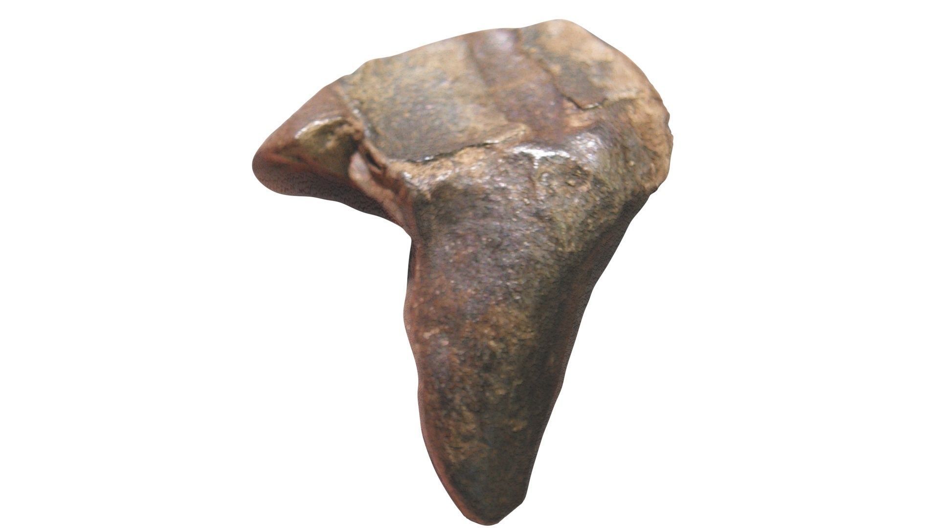 Triceratops Tooth 3D model_8