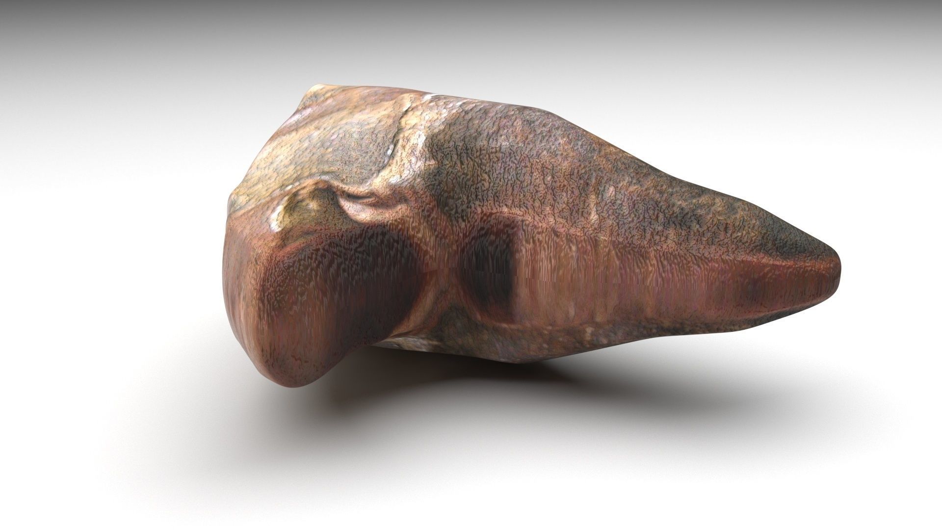 Triceratops Tooth 3D model_4