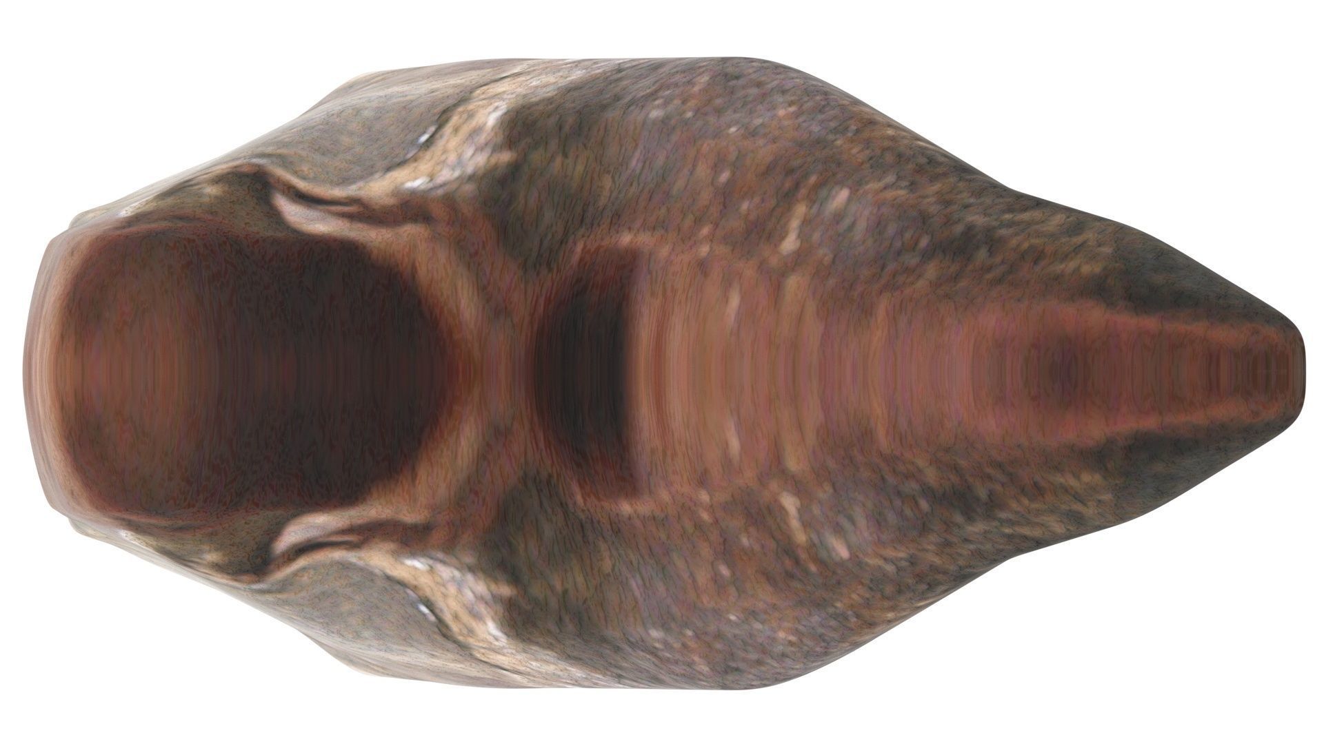 Triceratops Tooth 3D model_13