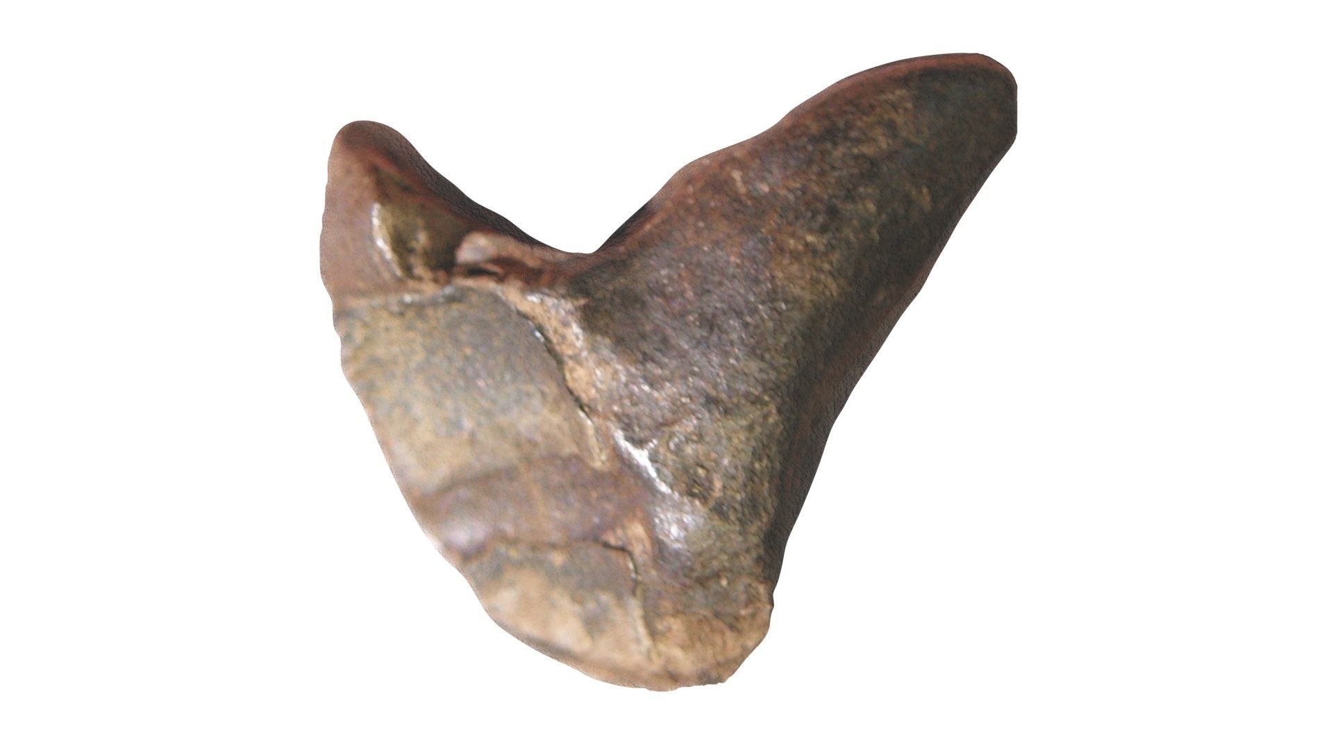 Triceratops Tooth 3D model_15