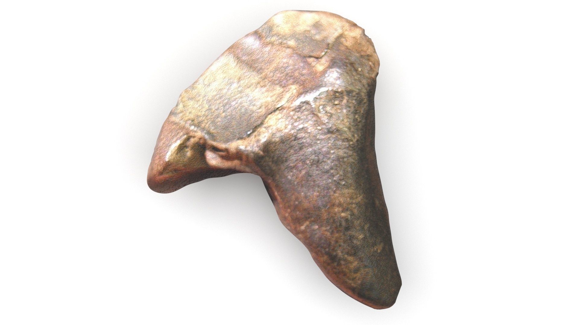 Triceratops Tooth 3D model_1