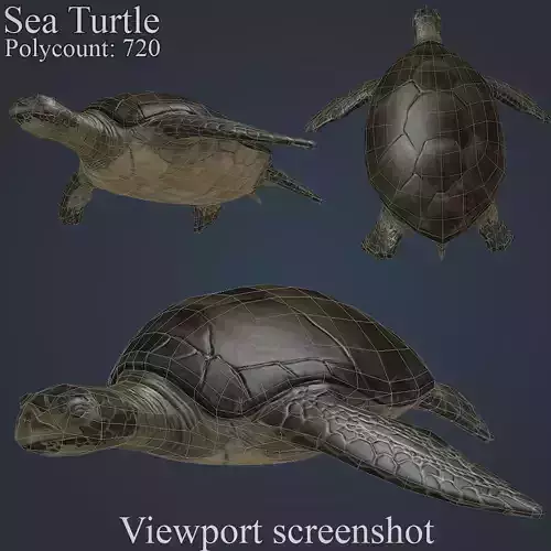 Sea Turtle