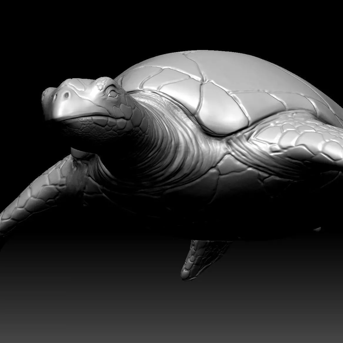Sea Turtle Zbrush Model 3D model_0