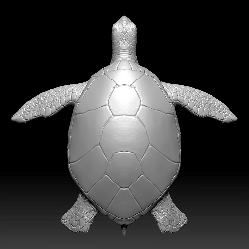 Sea Turtle Zbrush Model 3D model_1