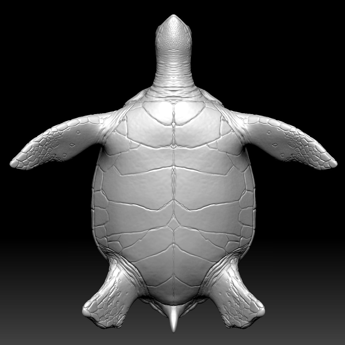 Sea Turtle Zbrush Model 3D model_2