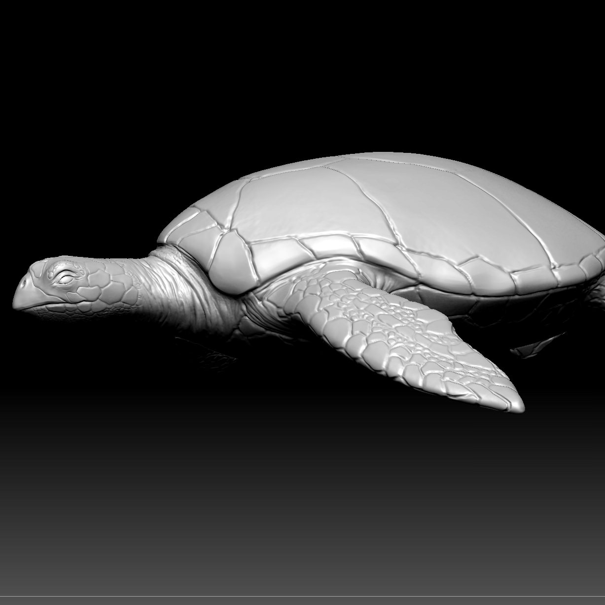 Sea Turtle Zbrush Model 3D model_3