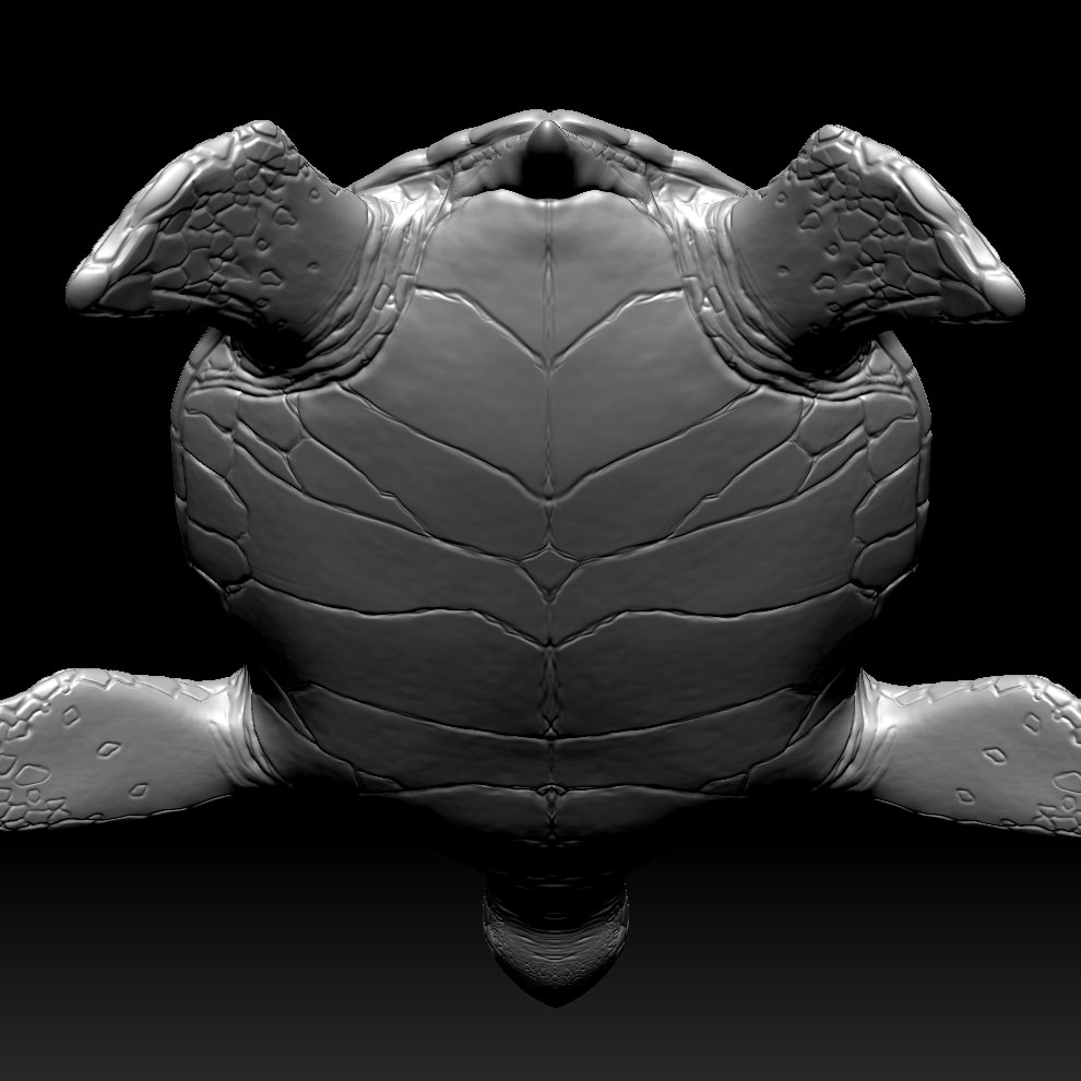 Sea Turtle Zbrush Model 3D model_4