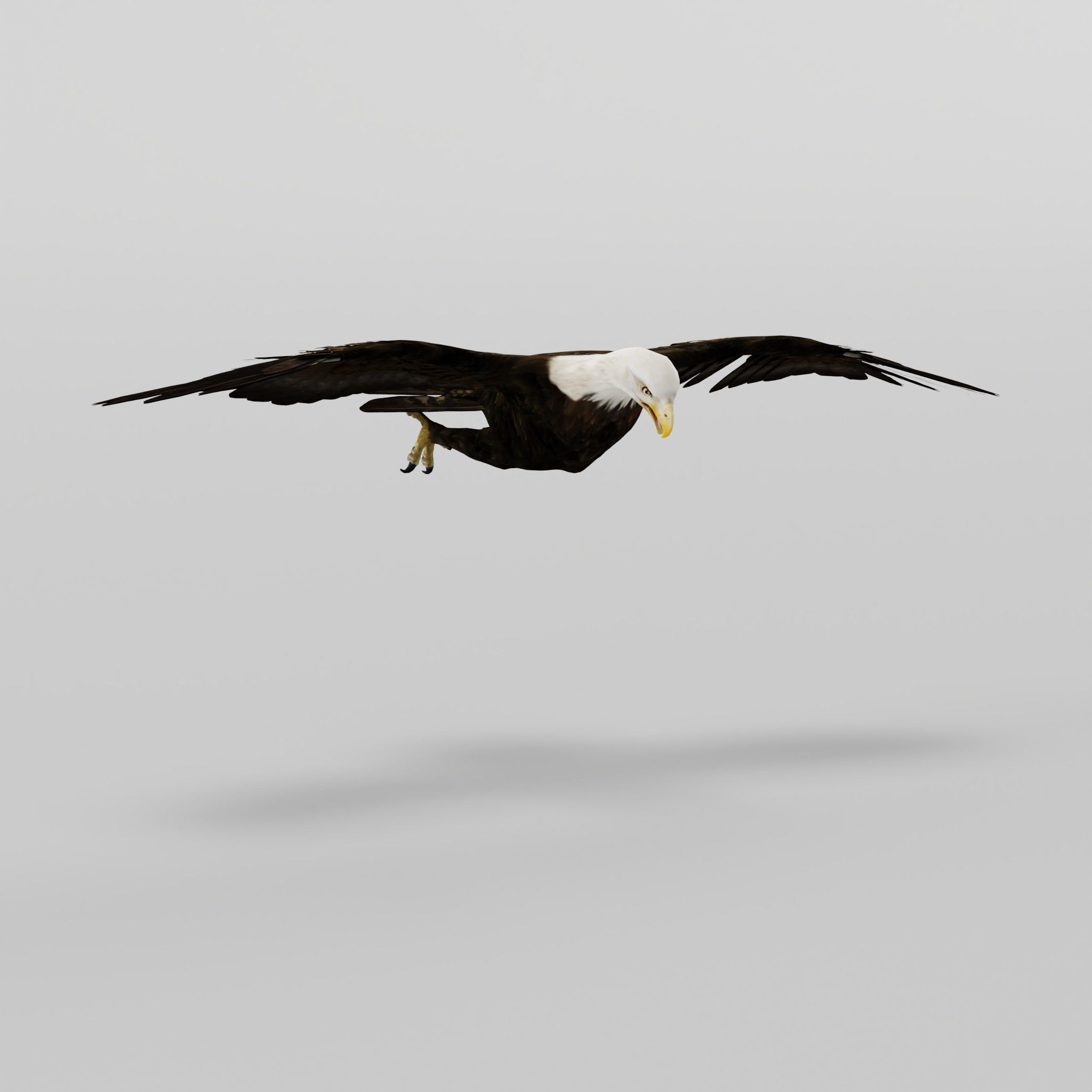 Bald Eagle BIrd 3D model_22