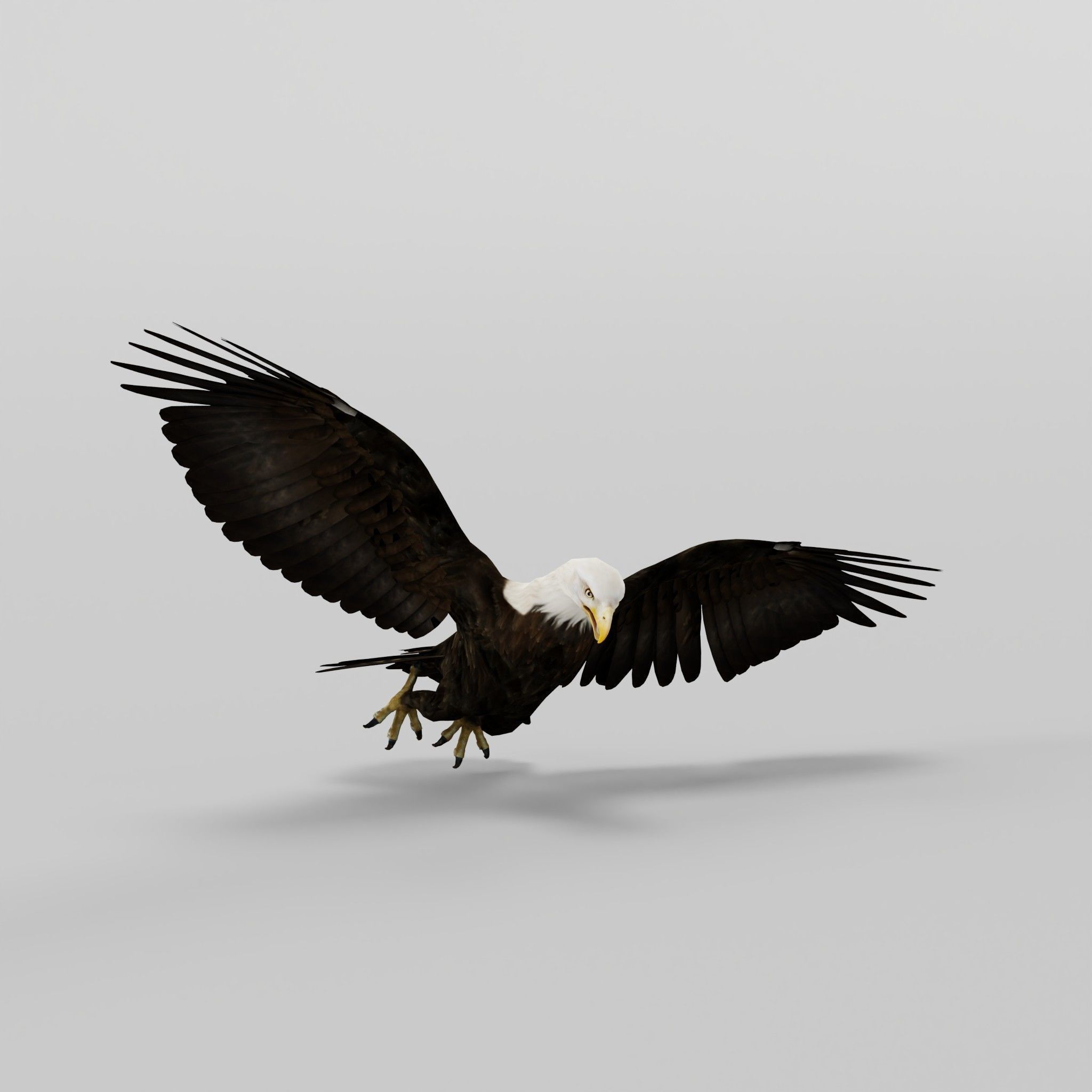 Bald Eagle BIrd 3D model_29
