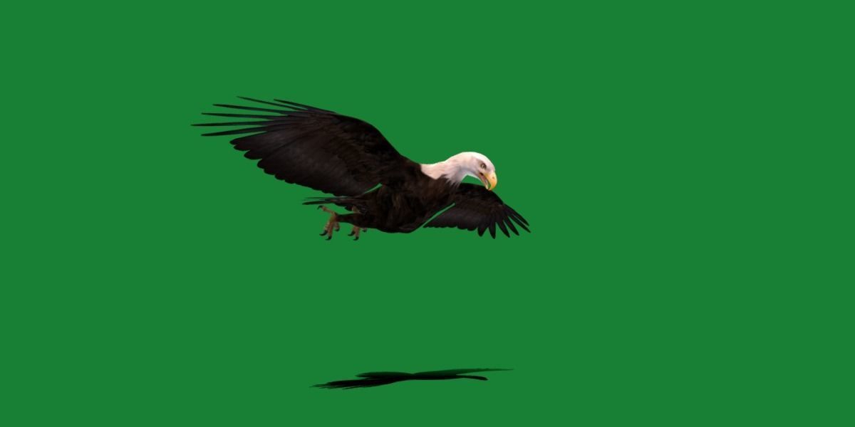 Bald Eagle BIrd 3D model_4