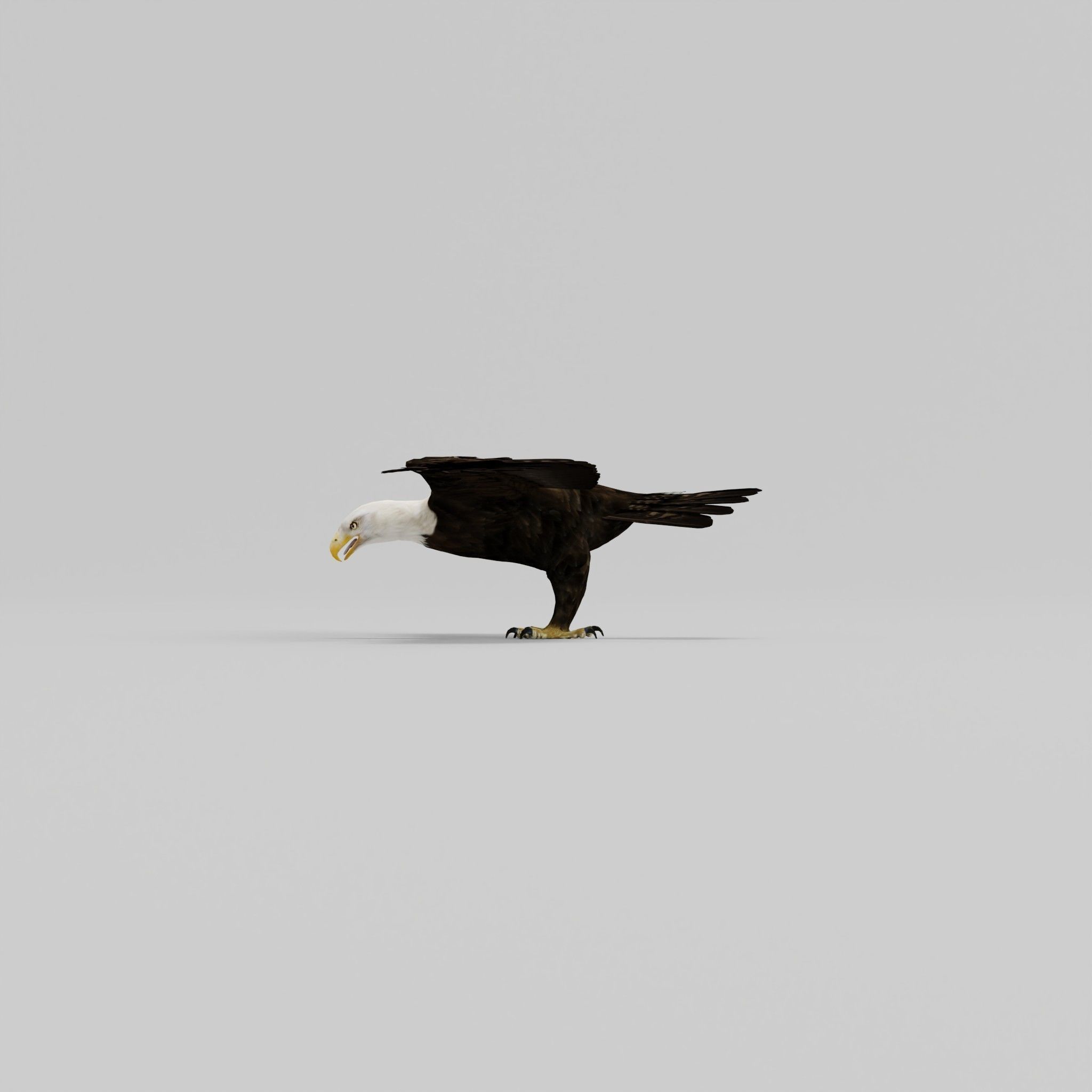 Bald Eagle BIrd 3D model_27