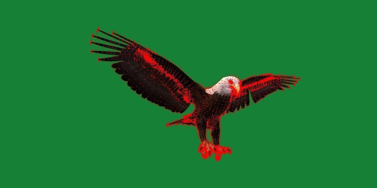 Bald Eagle BIrd 3D model_10