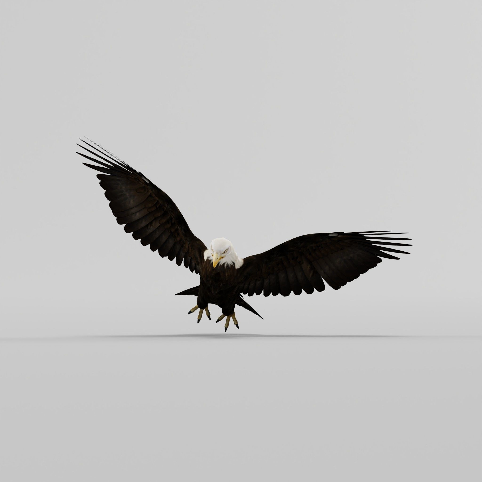 Bald Eagle BIrd 3D model_24