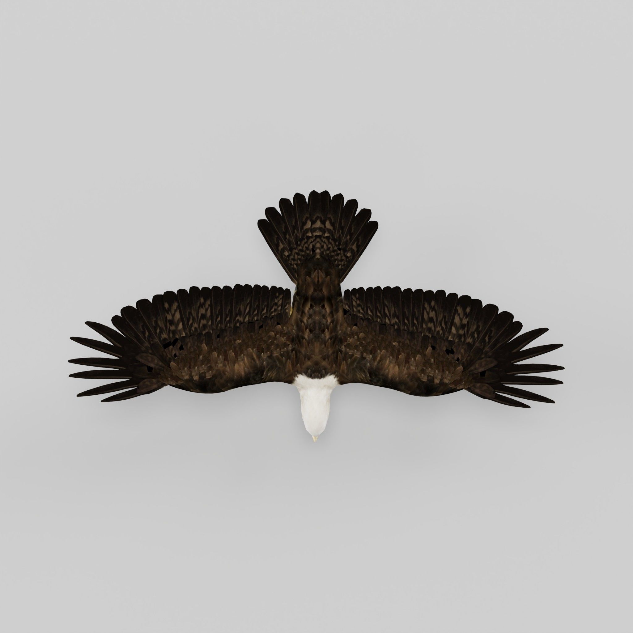 Bald Eagle BIrd 3D model_28