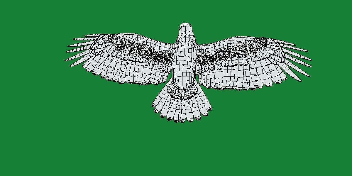 Bald Eagle BIrd 3D model_8