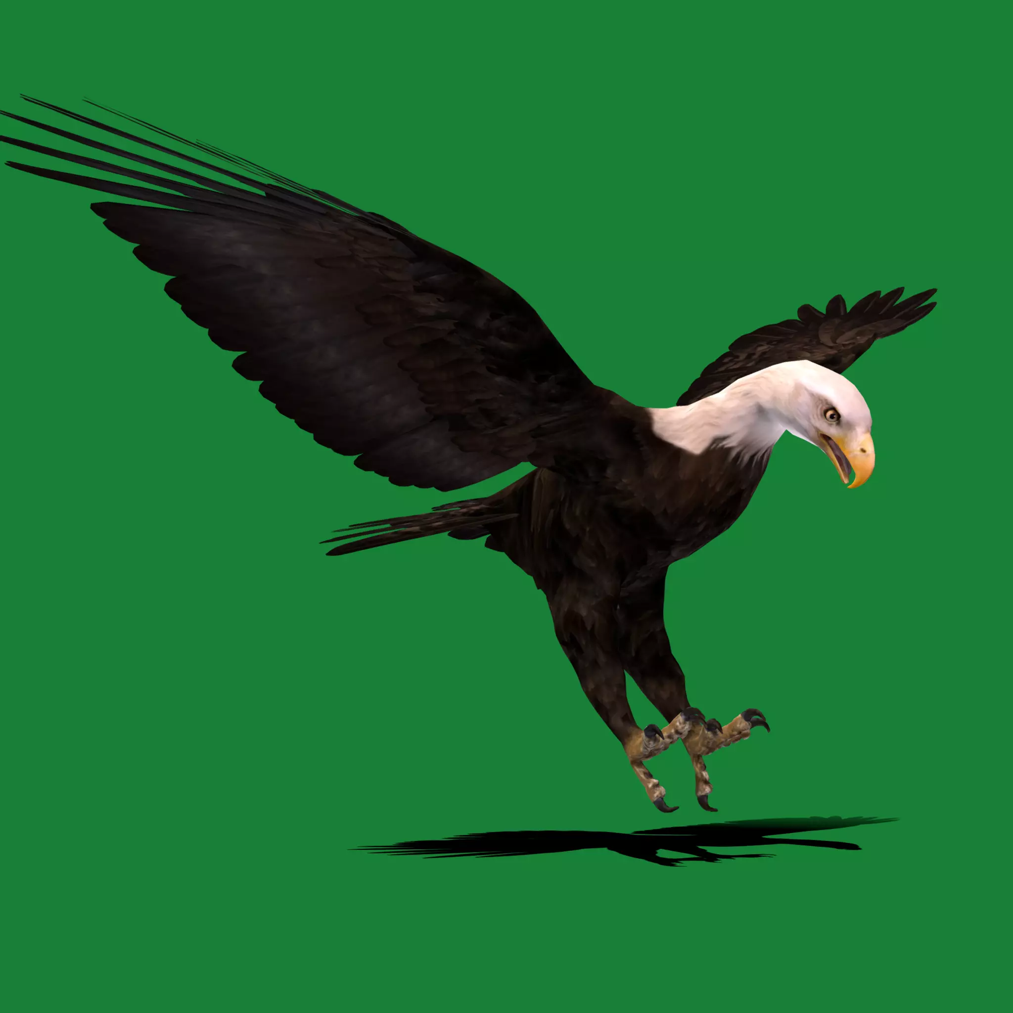 Bald Eagle BIrd 3D model_0