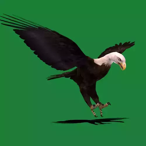Bald Eagle BIrd 3D model