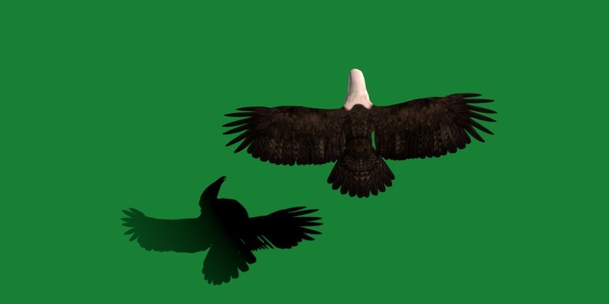 Bald Eagle BIrd 3D model_13