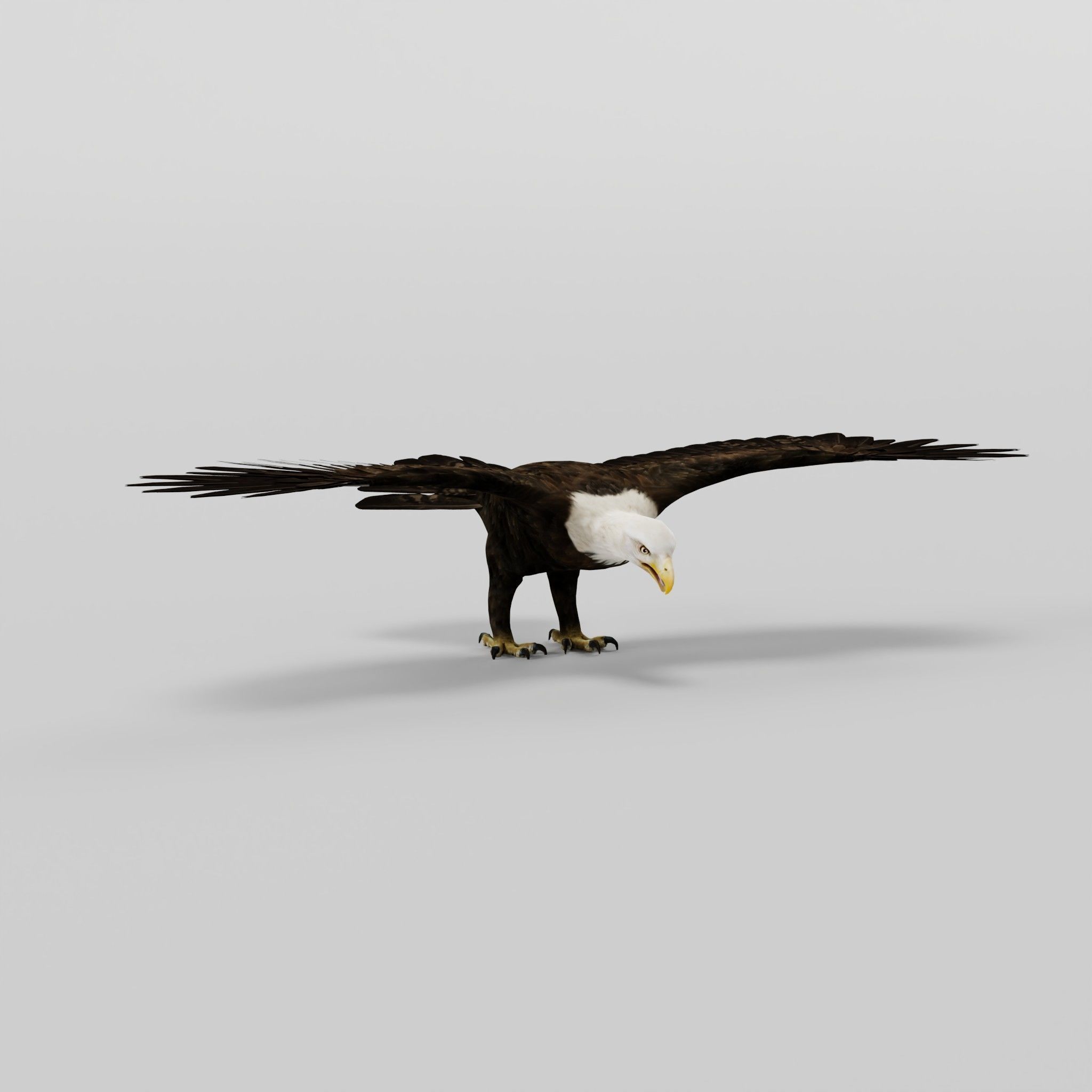 Bald Eagle BIrd 3D model_25