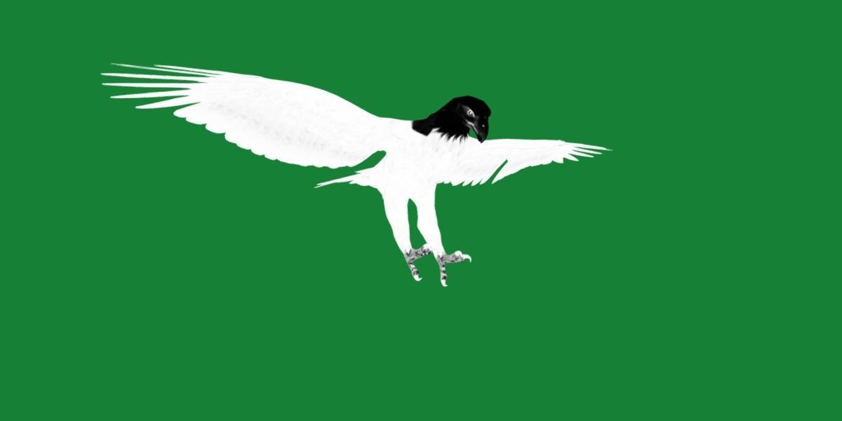 Bald Eagle BIrd 3D model_20