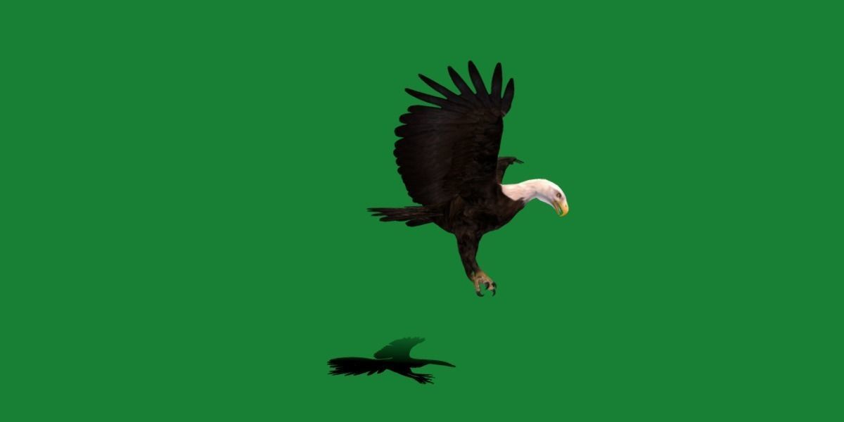 Bald Eagle BIrd 3D model_11