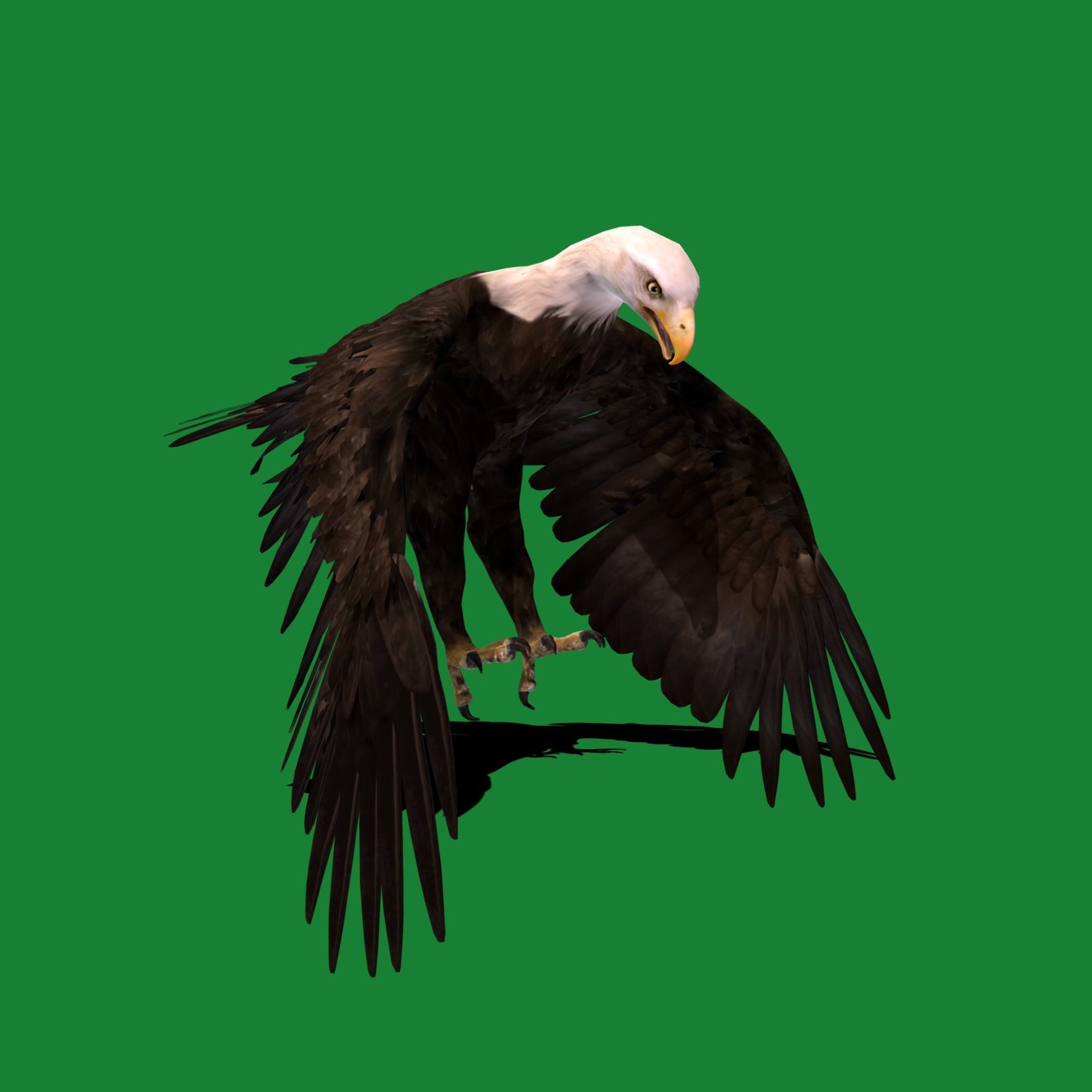 Bald Eagle BIrd 3D model_12