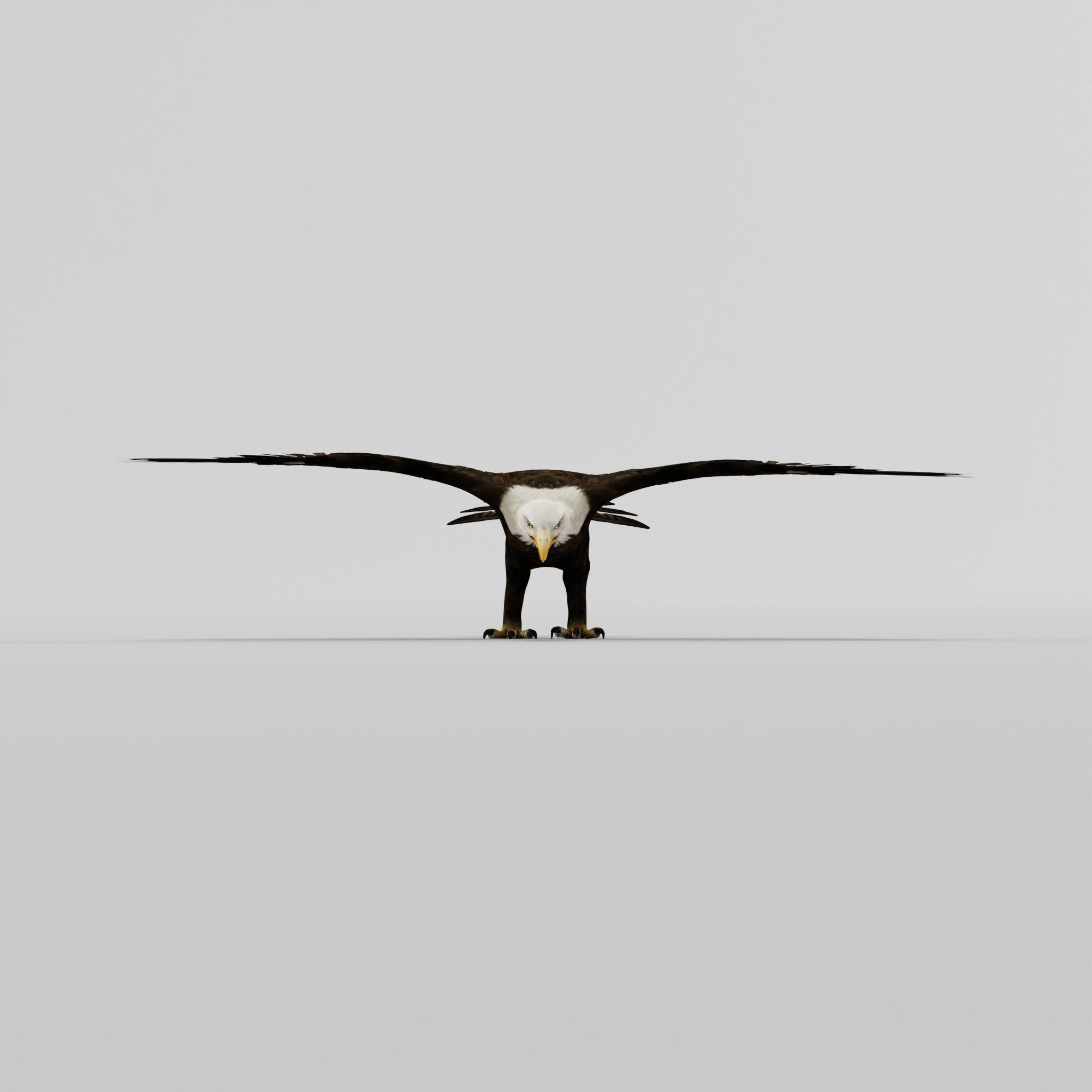 Bald Eagle BIrd 3D model_26