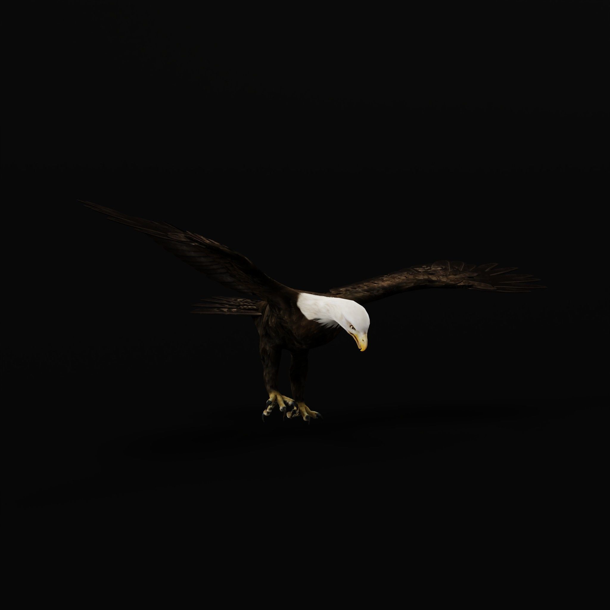 Bald Eagle BIrd 3D model_23