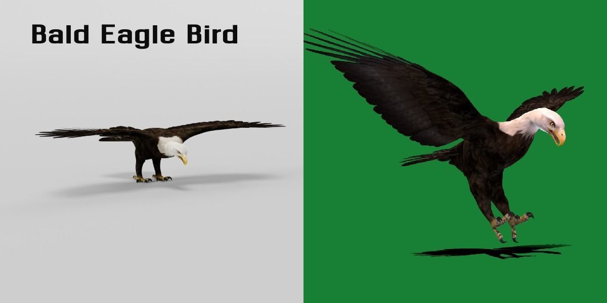 Bald Eagle BIrd 3D model_2