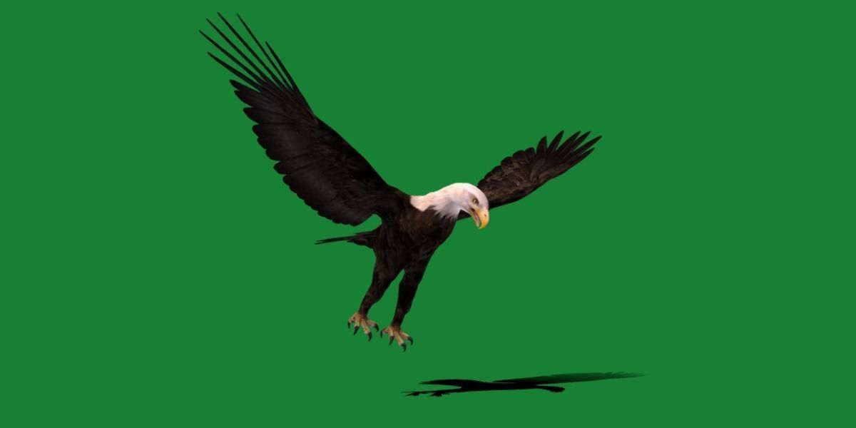Bald Eagle BIrd 3D model_21