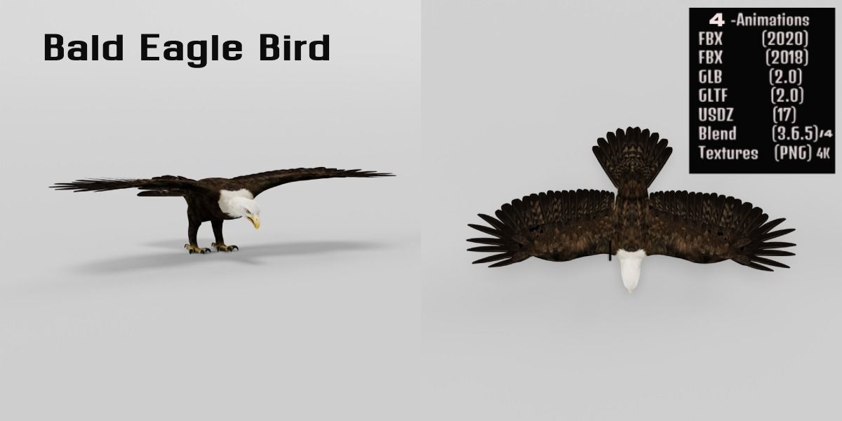Bald Eagle BIrd 3D model_3