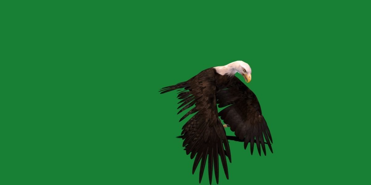 Bald Eagle BIrd 3D model_14