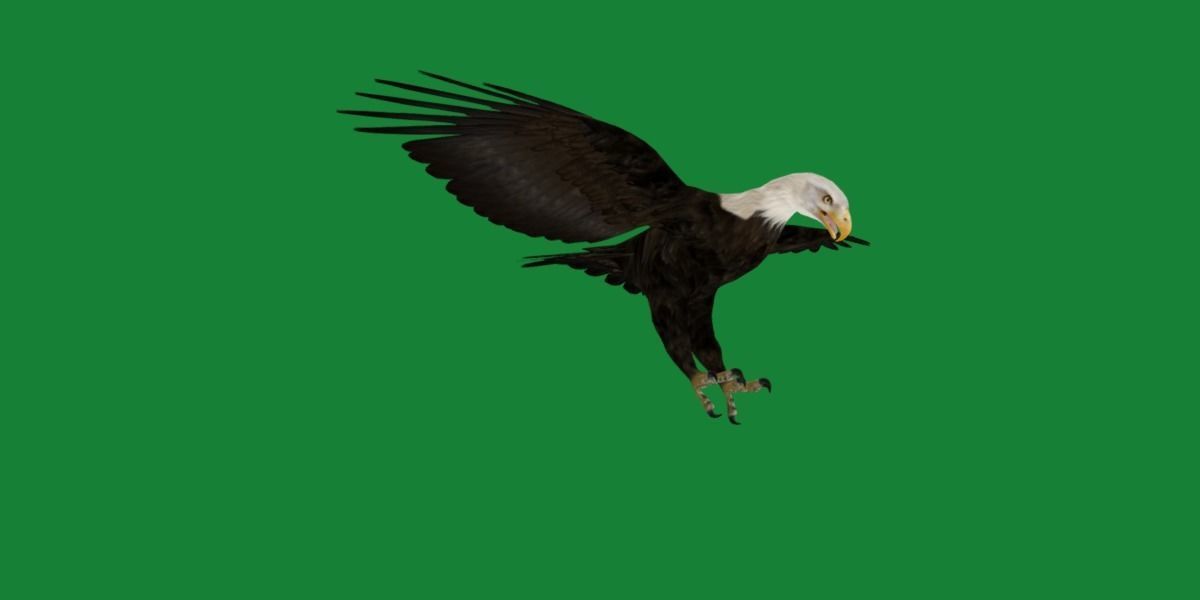 Bald Eagle BIrd 3D model_15