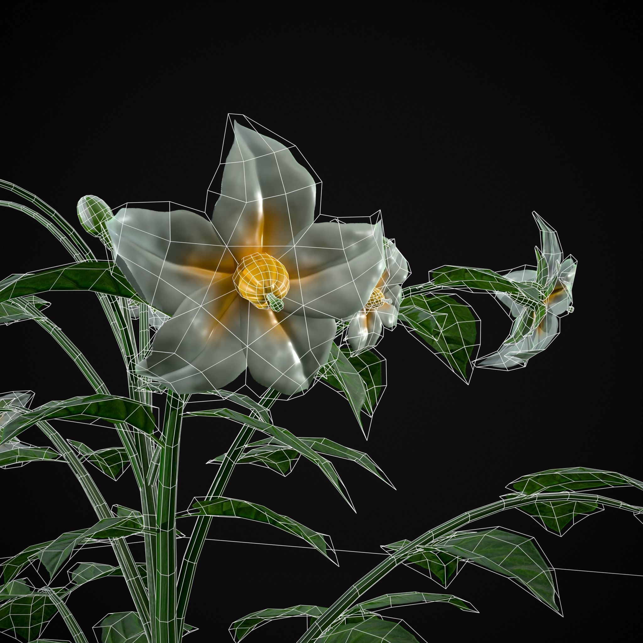 Potato Plant Low-poly 3D model_16