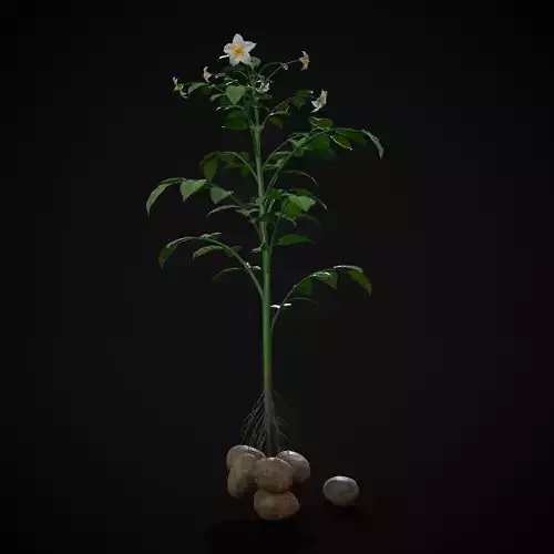 Potato Plant