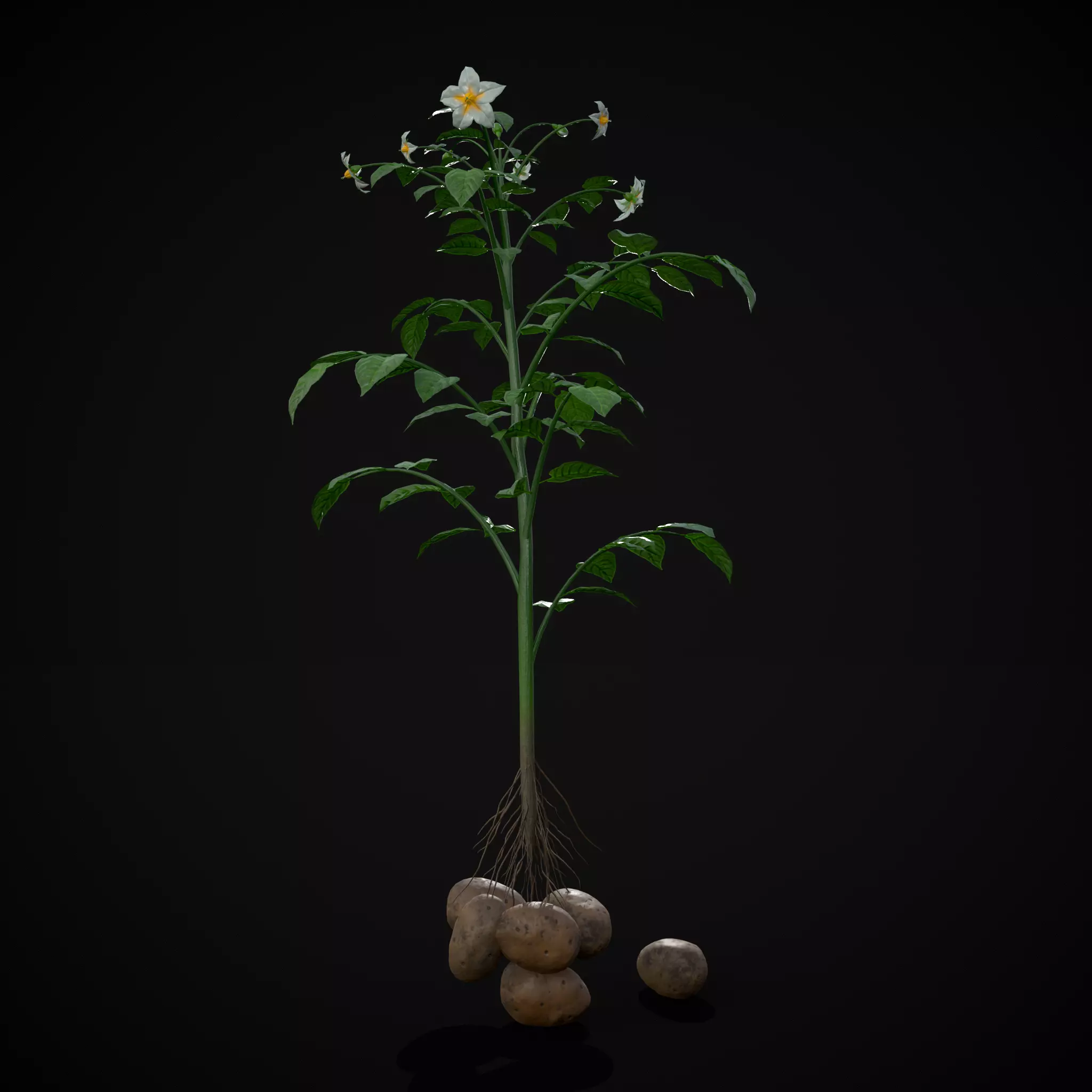Potato Plant Low-poly 3D model_0